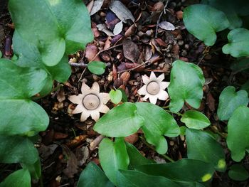 High angle view of plants