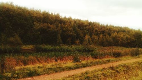 Scenic view of field and trees against sky