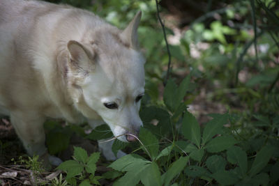 White dog sniffing plants