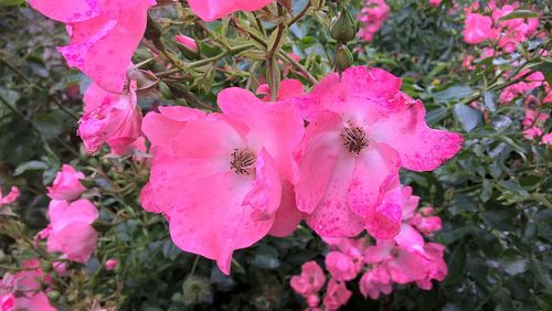 Close-up of pink flowers
