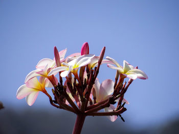 Close-up of frangipani on plant against clear sky