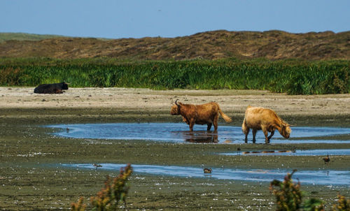 Horses on a field