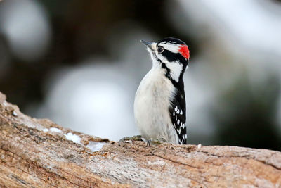 Close-up of bird perching on wood