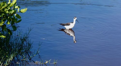 Bird in lake