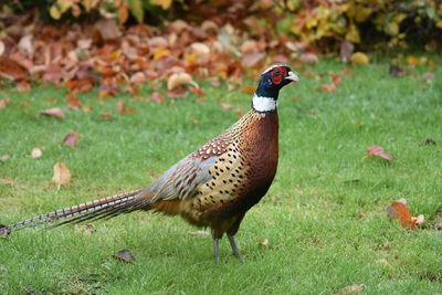 Bird perching on a field