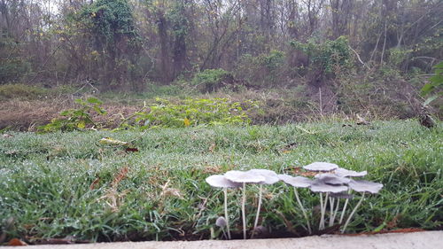 View of plants on field against trees