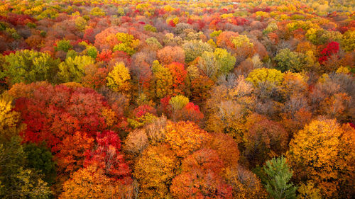 Aerial view of a forest with the colors of fall in laval, quebec