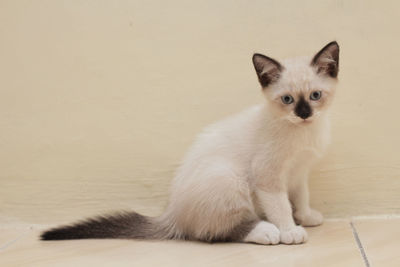 Portrait of white cat