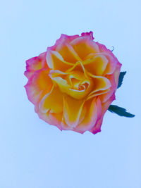Close-up of multi colored rose against white background