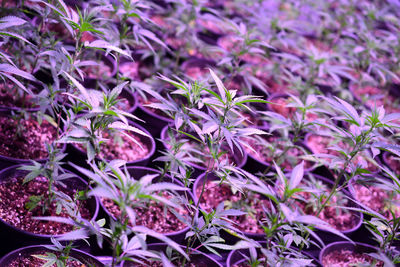 Full frame shot of purple flowering plants