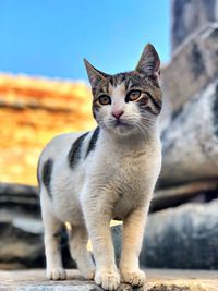 Portrait of cat looking at camera