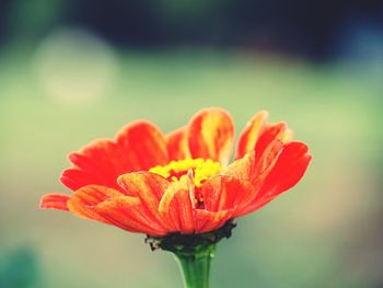 Close-up of flower blooming outdoors