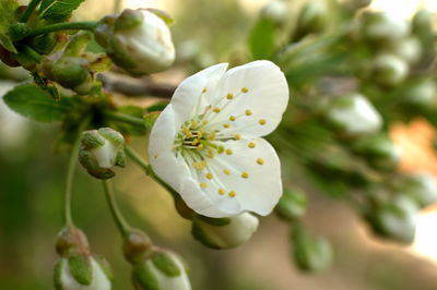 Close-up of white flower growing on tree