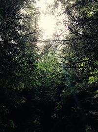 Low angle view of trees