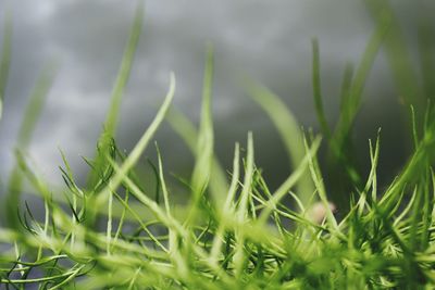 Close-up of grass