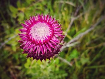 Close-up of purple thistle blooming outdoors