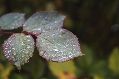 Close-up of raindrops on leaves