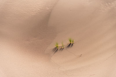 High angle view of plant on sand dune