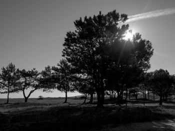 Trees against sky