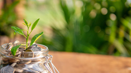 Close-up of plant in jar