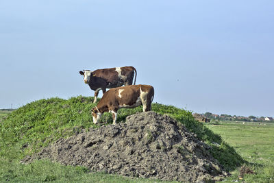 Two cows like to graze grass on a small hill in a meadow.