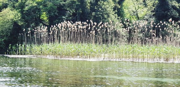 Scenic view of lake in forest