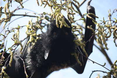 Low angle view of horse hanging on tree