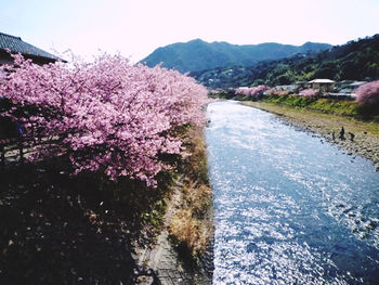 Cherry blossom by river against sky