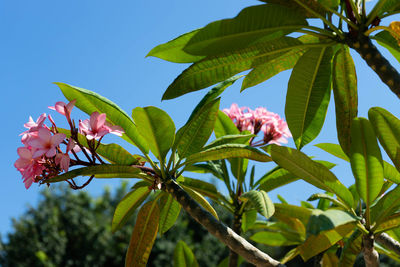 Low angle view of flowering plant against sky