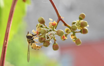 Close-up of fruits growing on tree