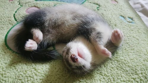 Close-up of cat sleeping