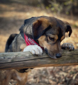 Close-up of dog