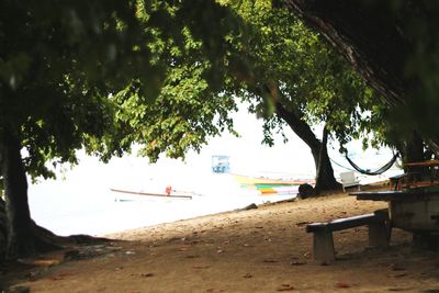 Trees on beach against sky