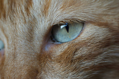 Close-up portrait of a cat