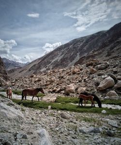 Ladakh and horses