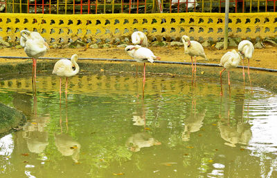 Flock of birds in lake