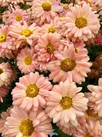 High angle view of pink flowering plants