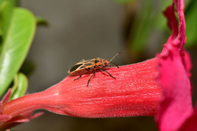 Close-up of insect on red flower