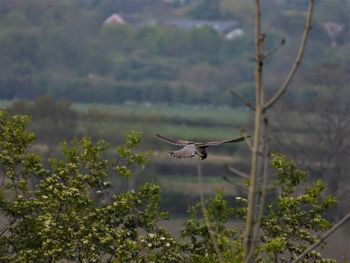 Bird flying over a silhouette of a tree
