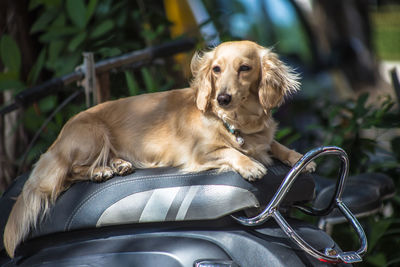 A little dog is sitting on a moped