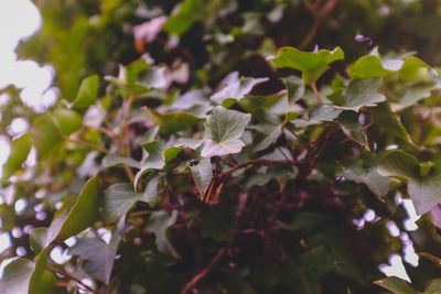 Close-up of green leaves on plant