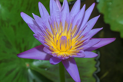 Close-up of purple lotus water lily in pond