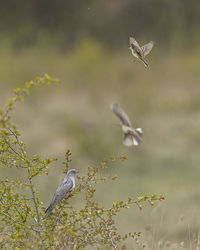 Birds flying in the sky