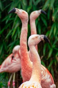 Close-up of flamingos