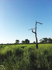 Scenic view of field against clear sky