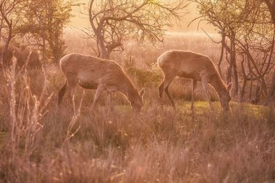 Side view of an animal on field