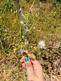 Close-up of hand holding flowering plant