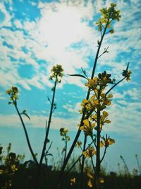 Close-up of yellow flowering plants on field against sky