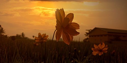 Close-up of flowering plant on field against orange sky