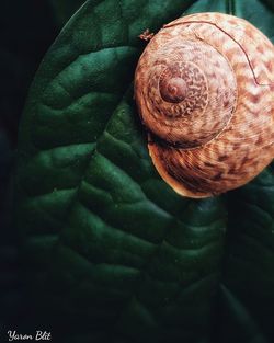 Close-up of snail on plant